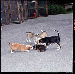 outsider dog is surrounded